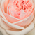Roza - Angleška vrtnica - Auslight